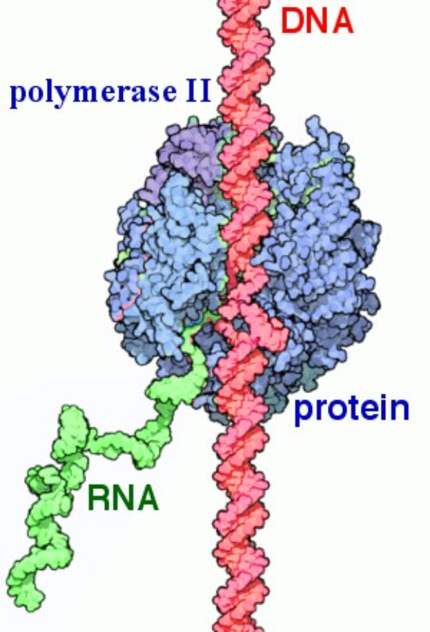 Diagramm eines Proteinmoleküls mit der Bezeichnung "Polymerase II" und "RNA" auf einem weißen Hintergrund.