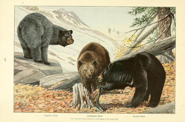 Drei braune Bären nebeneinanderstehend in einem bewaldeten Gebiet mit Bäumen, Felsen und Bergen im Hintergrund, mit Text unten.