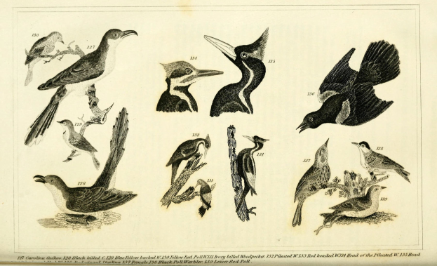 Eine detaillierte Abbildung verschiedener Vögel auf einem Ast, mit Textinformationen zu ihrer Größe, ihrem Habitat und ihren Eigenschaften.