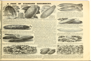 Ein aufgeschlagenes Buch mit Bildern und Text über verschiedene Gemüse, darunter Gurken, mit echten Gemüsen darauf.