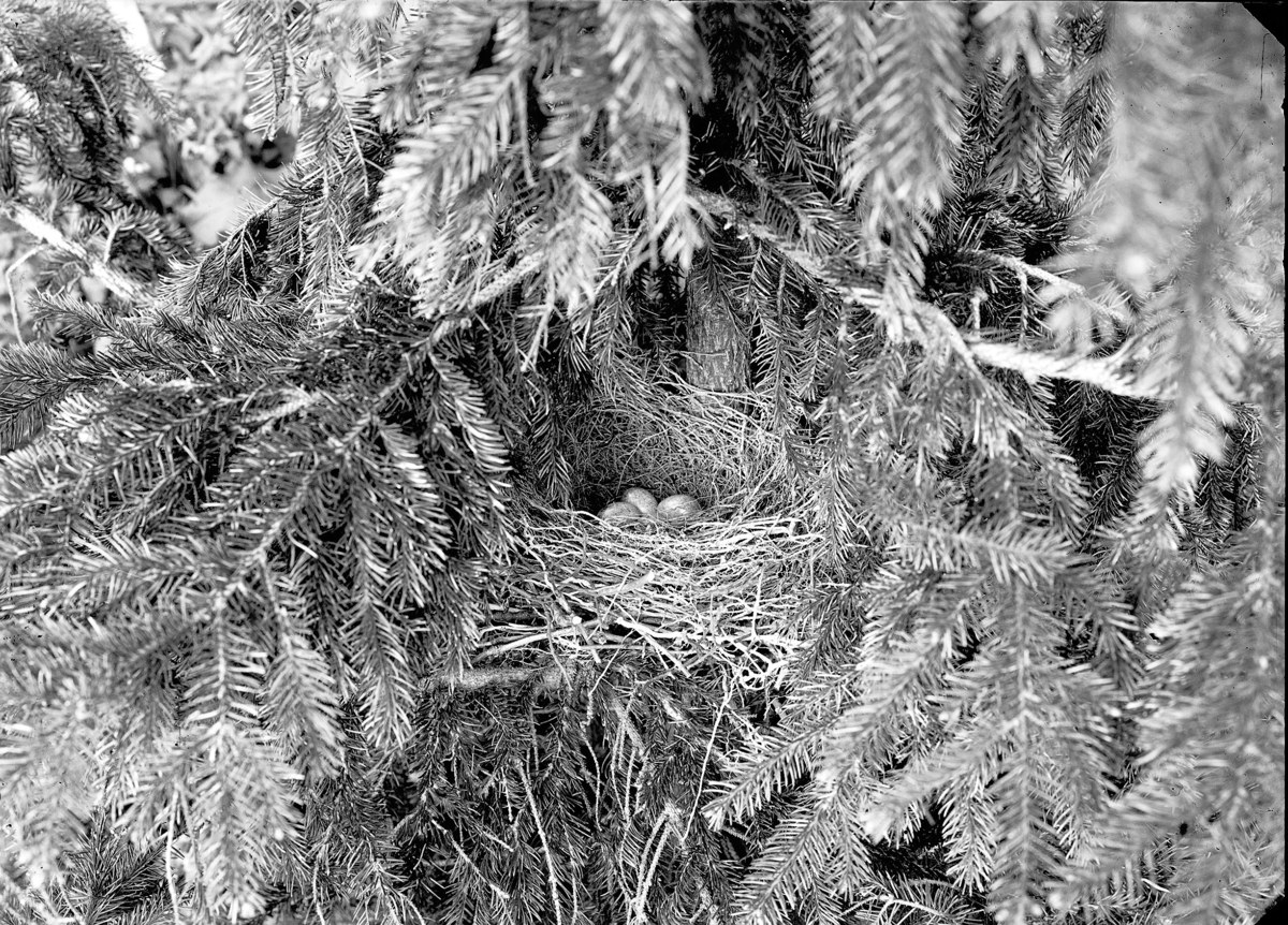 Schwarzes und weißes Foto einer Fichte mit einem Nistkasten aus Zweigen in der Mitte, umgeben von ein paar Bl├Ąttern, und Text unten.