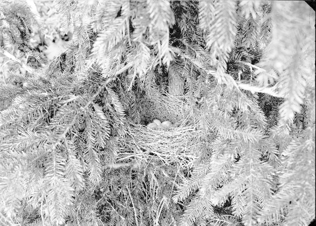 Schwarzes und weißes Foto einer Fichte mit einem Nistkasten aus Zweigen in der Mitte, umgeben von ein paar Bl├Ąttern, und Text unten.