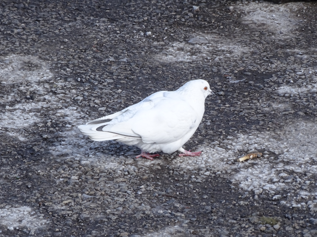 Ein weißer Brieftaube mit schwarzen Flügeln, Kopf, Füßen und einem gelben Schnabel steht auf dem Boden neben einem Felsen.