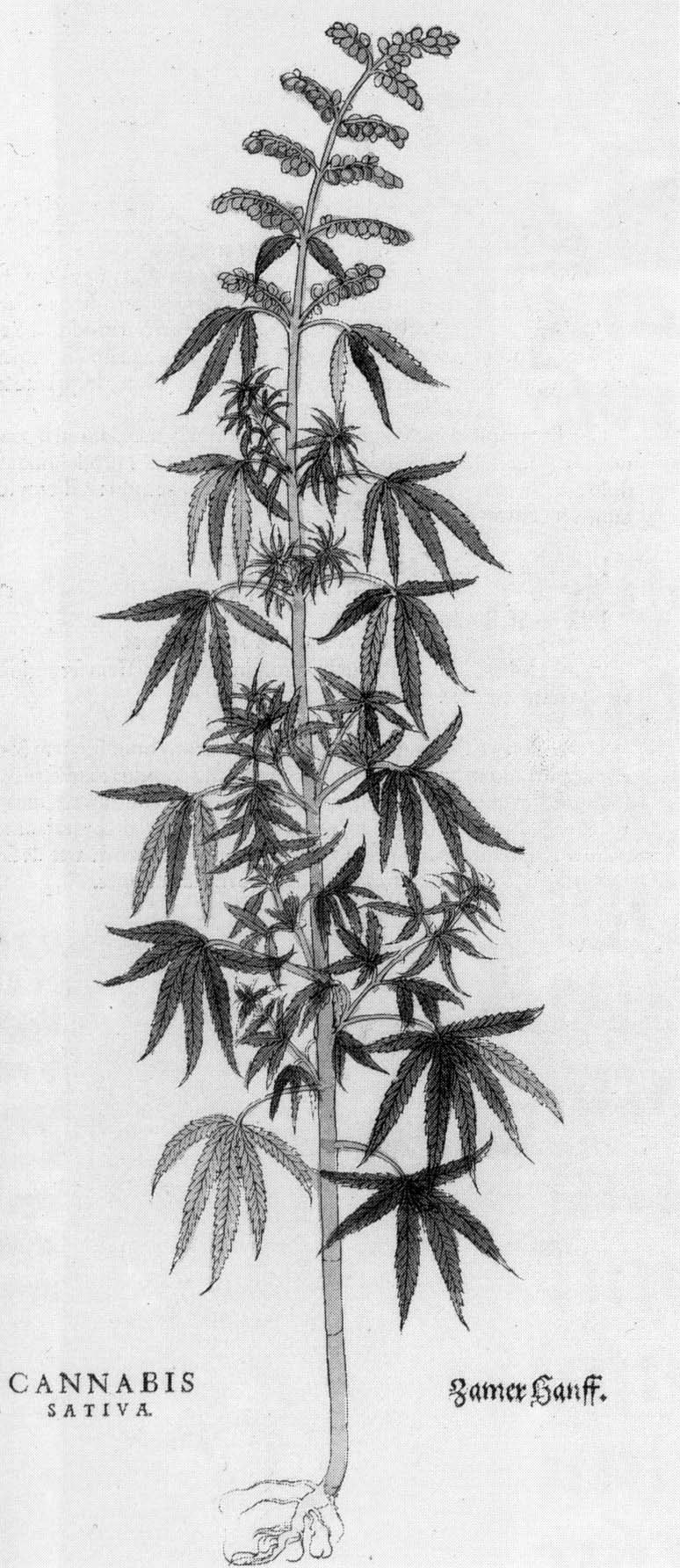 Schwarze und weiße Linienzeichnung einer Cannabis Sativa-Pflanze mit beschrifteten Blättern und Stängen.