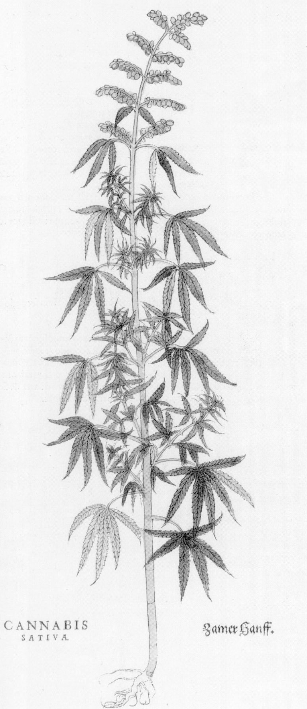 Schwarze und weiße Linienzeichnung einer Cannabis Sativa-Pflanze mit beschrifteten Blättern und Stängen.