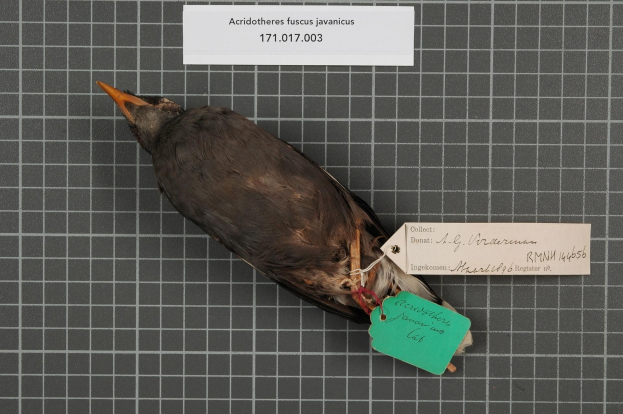 Toter Vogel mit der Bezeichnung "Acridotheres fuscus javanicus" und einem Anhänger