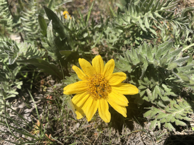 Eine kleine gelbe Arnica-Blume inmitten eines grasbewachsenen Feldes mit saftig grünen Blättern, der Hintergrund leicht unscharf, um die Blume hervorzuheben.