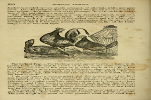 Ein aufgeschlagenes Buch mit einer Zeichnung von zwei Hennen auf einer Seite mit Text und zusätzlichen Illustrationen.