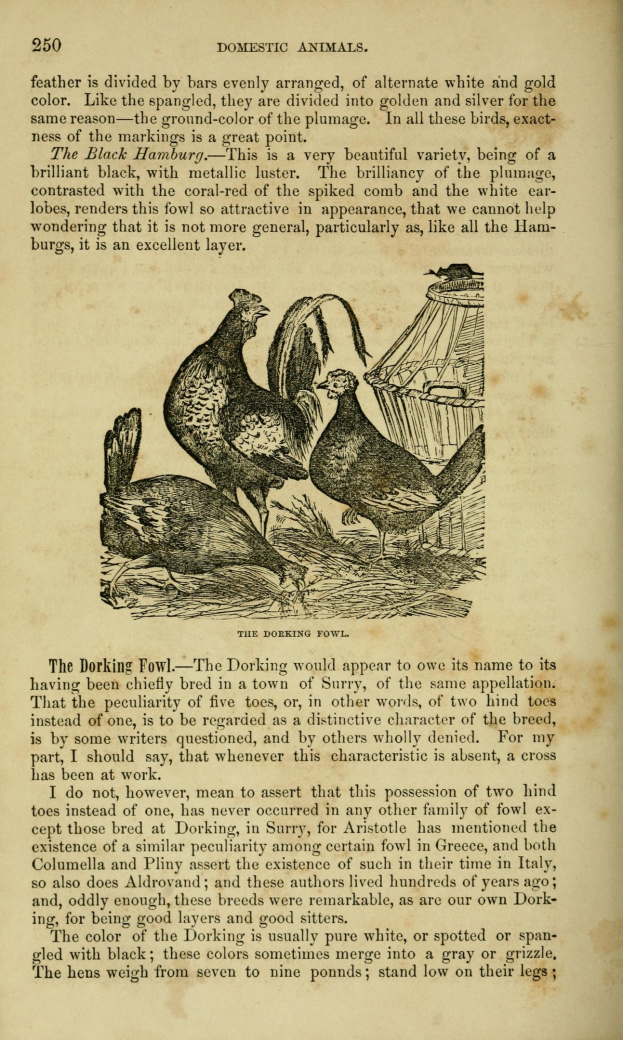 Ein aufgeschlagenes Buch mit einer Zeichnung von zwei Hennen auf einer Seite mit Text und zusätzlichen Illustrationen.