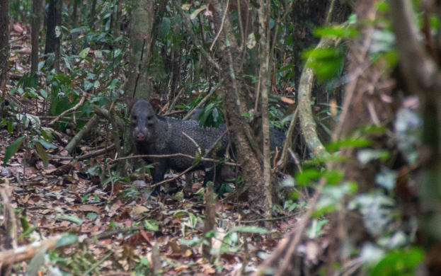 Ein Wildschwein steht im Amazonas-Regenwald, umgeben von Bäumen und abgefallenen Blättern.