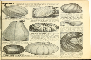 Ein aufgeschlagenes Buch, das eine Vielfalt an Kürbissen und Gurken in verschiedenen Größen und Formen zeigt, mit geschwungener Schrift, die von einem dekorativen Rahmen umgeben ist.