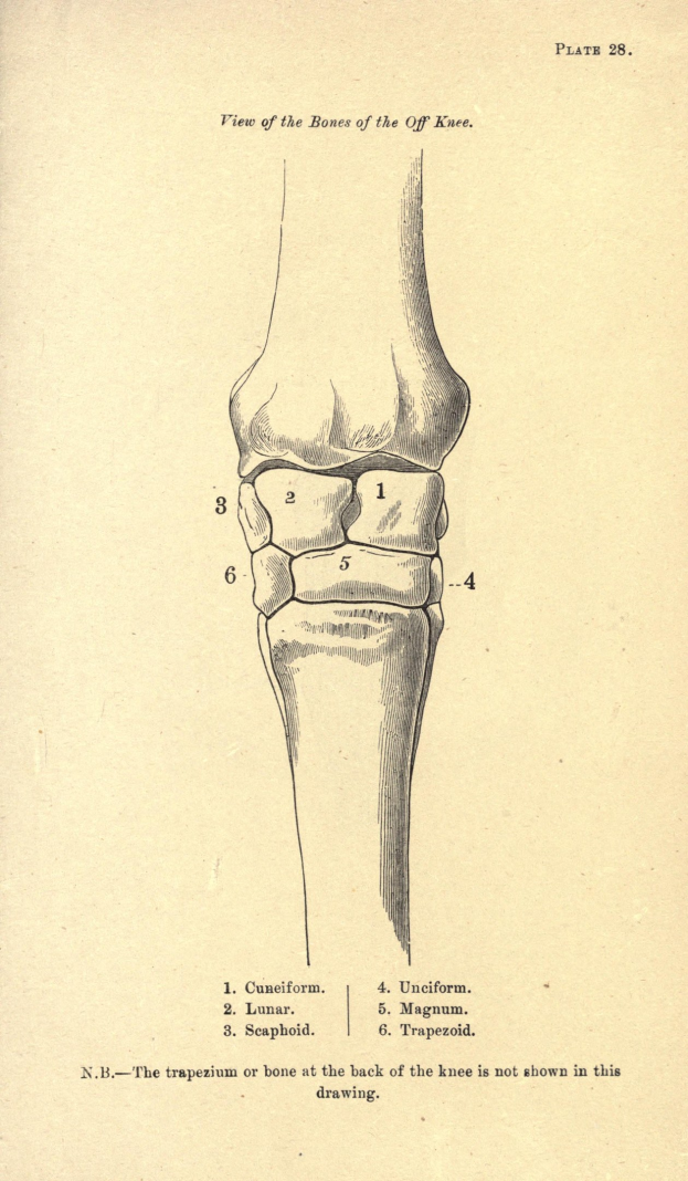 Altes Buch mit einer detaillierten Zeichnung eines Kniegelenks und begleitendem Text auf seinen Seiten.